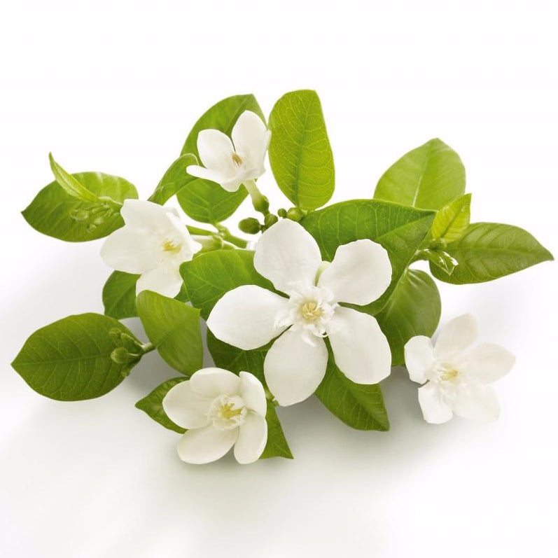 Orange Flower Water Cocktail Emporium